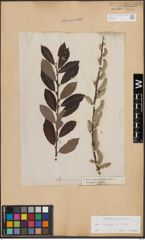 Foto von Salix cinerea L.